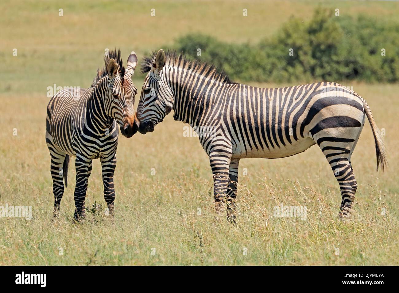 Hartmanns Bergzebras (Equus zebra hartmannae) in natürlichem Lebensraum, südliches Afrika Stockfoto