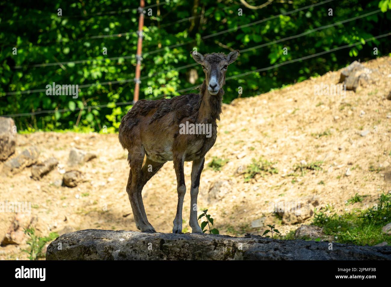 Ein weiblicher Mufflon (Ovis gmelini), der auf einem Felsen steht Stockfoto