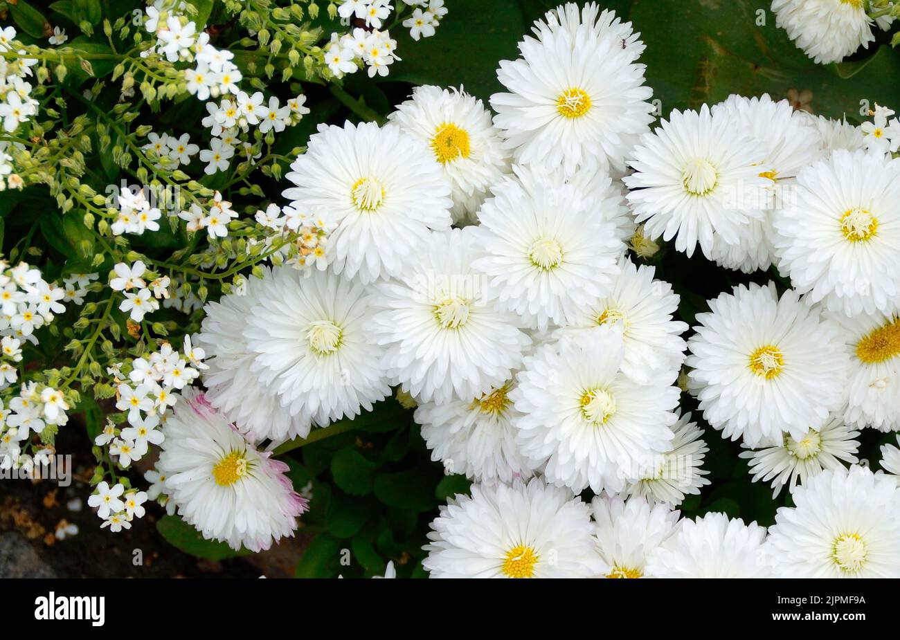 Schöne, flauschige weiße englische Gänseblümchen an einem schönen Frühlingstag auf der Insel Mainau Stockfoto