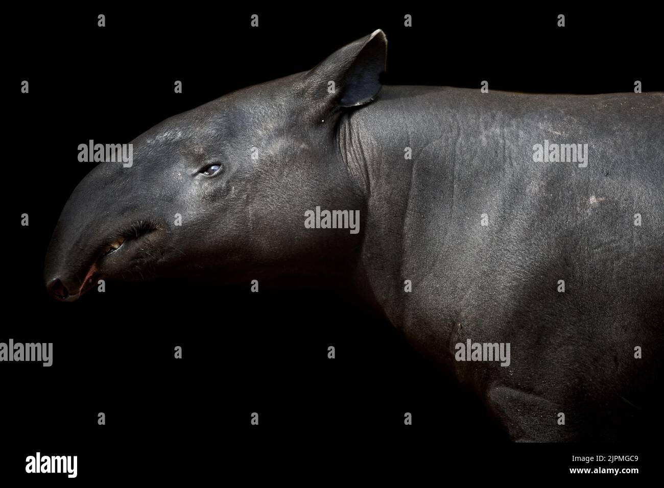 Nahaufnahme von malaiischem Tapir (Tapirus indicus) auf schwarzem Hintergrund Stockfoto