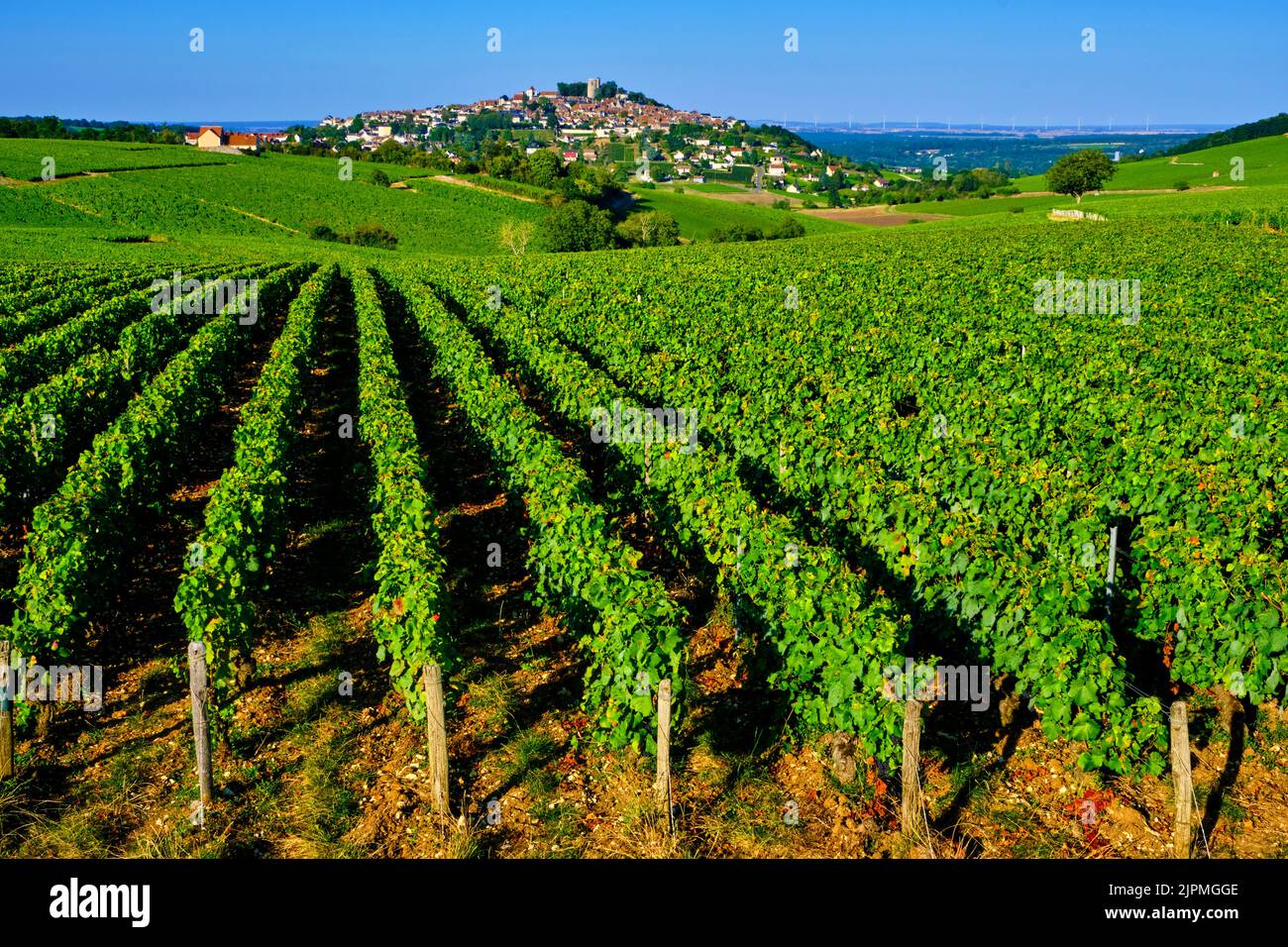 Frankreich, Cher, Berry, Sancerre Dorf, Weinberg Stockfoto