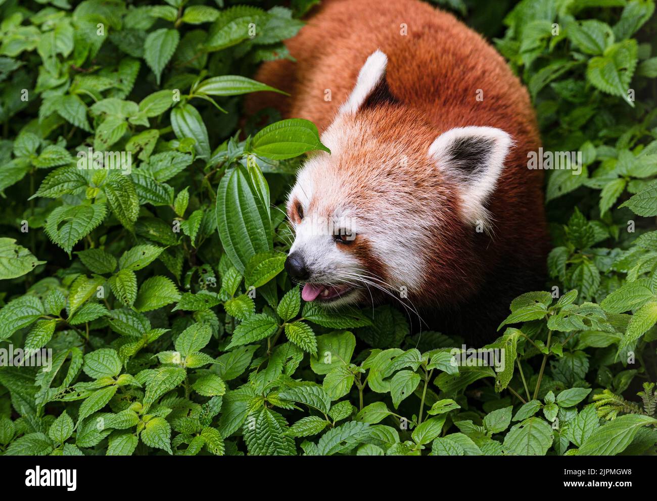 11. Juni 2022, Darjeeling, Indien: Der Rote Panda (Ailurus fulgens), auch bekannt als der kleinere Panda, ist ein gefährdeter IUCN Red gelisteter Kleinsäuger, der im östlichen Himalaya und im Südwesten Chinas beheimatet ist und am 11/06/2022 im größten Höhenzoo Indiens (7.000 Fuß) Padmaja Naidu Himalayan Zoological Park (PNHZP) in Darjeeling, West Bengal, Indien, herumläuft. Das PNHZP ist international bekannt für seine Erhaltungs- und Zuchtprogramme für die roten Pandas. (Bild: © Soumyabrata Roy/Pacific Press via ZUMA Press Wire) Stockfoto