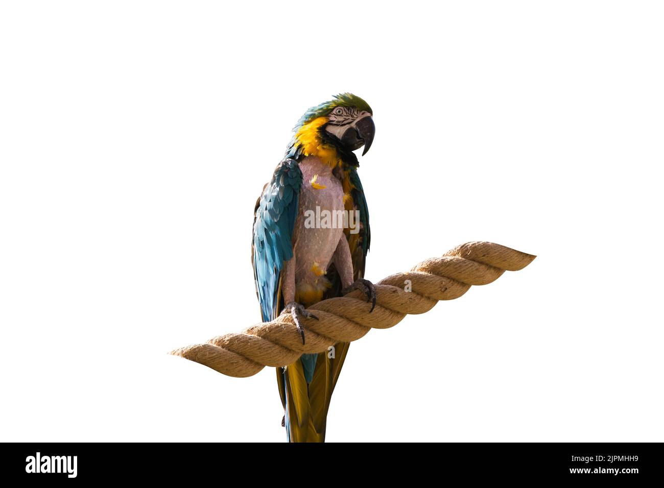 Ein großer mehrfarbiger Papagei sitzt auf einem Seil. Isoliert auf weißem Hintergrund. Stockfoto