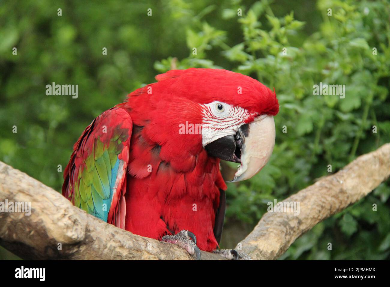Ein farbenfroher Vogel mit grünen Flügeln. Stockfoto