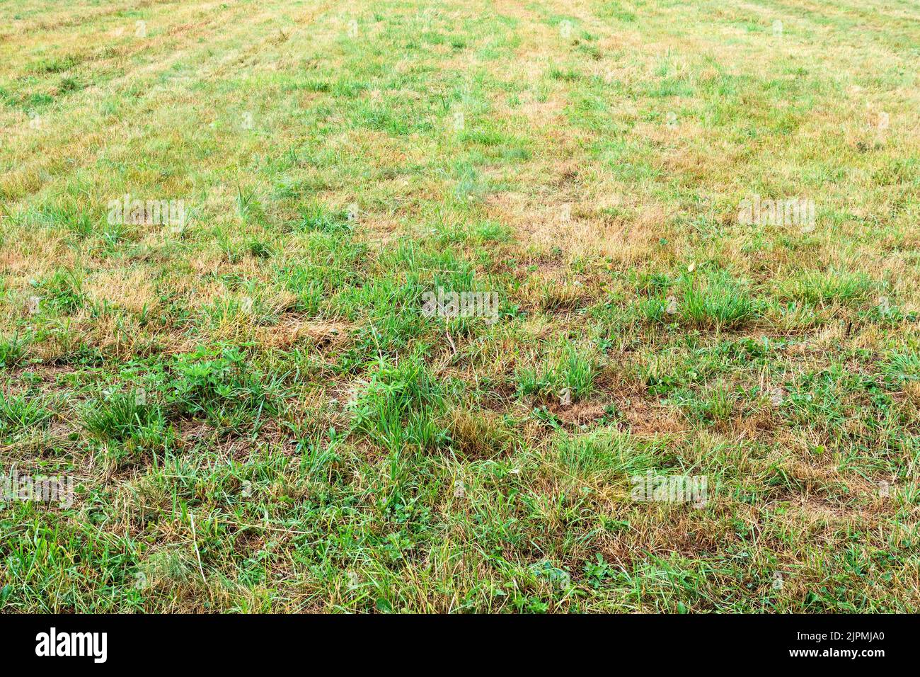 Nasse Oberfläche des gemähten Feldes nach Sommerregen Stockfoto