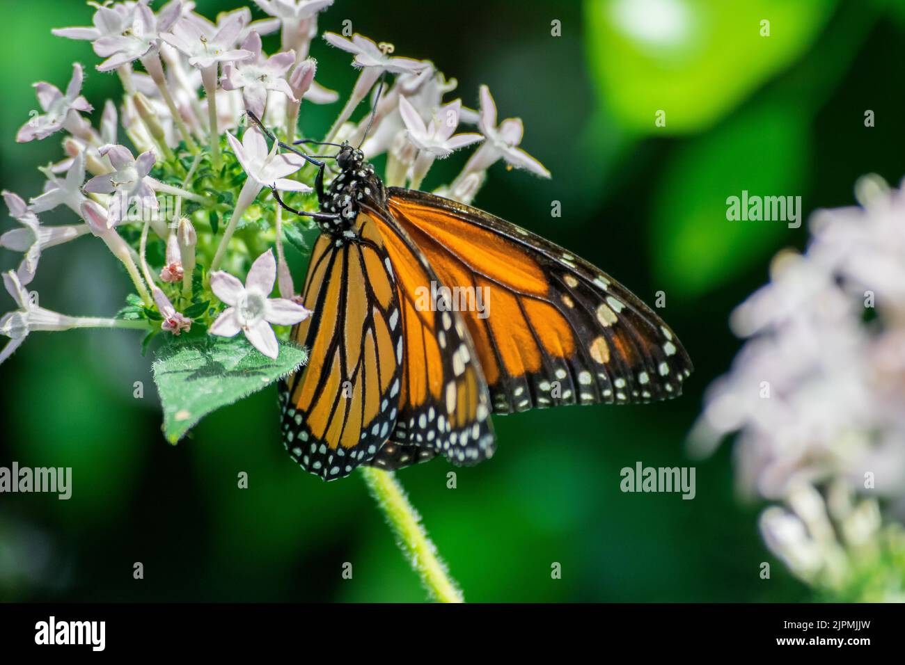 Ein beautimacro Foto eines Monarchschmetterlings Stockfoto