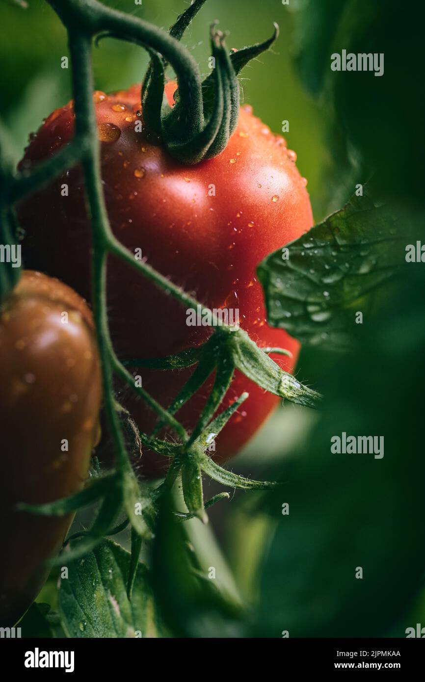 Große rote Tomate aus der Nähe. Hochwertige Fotos Stockfoto