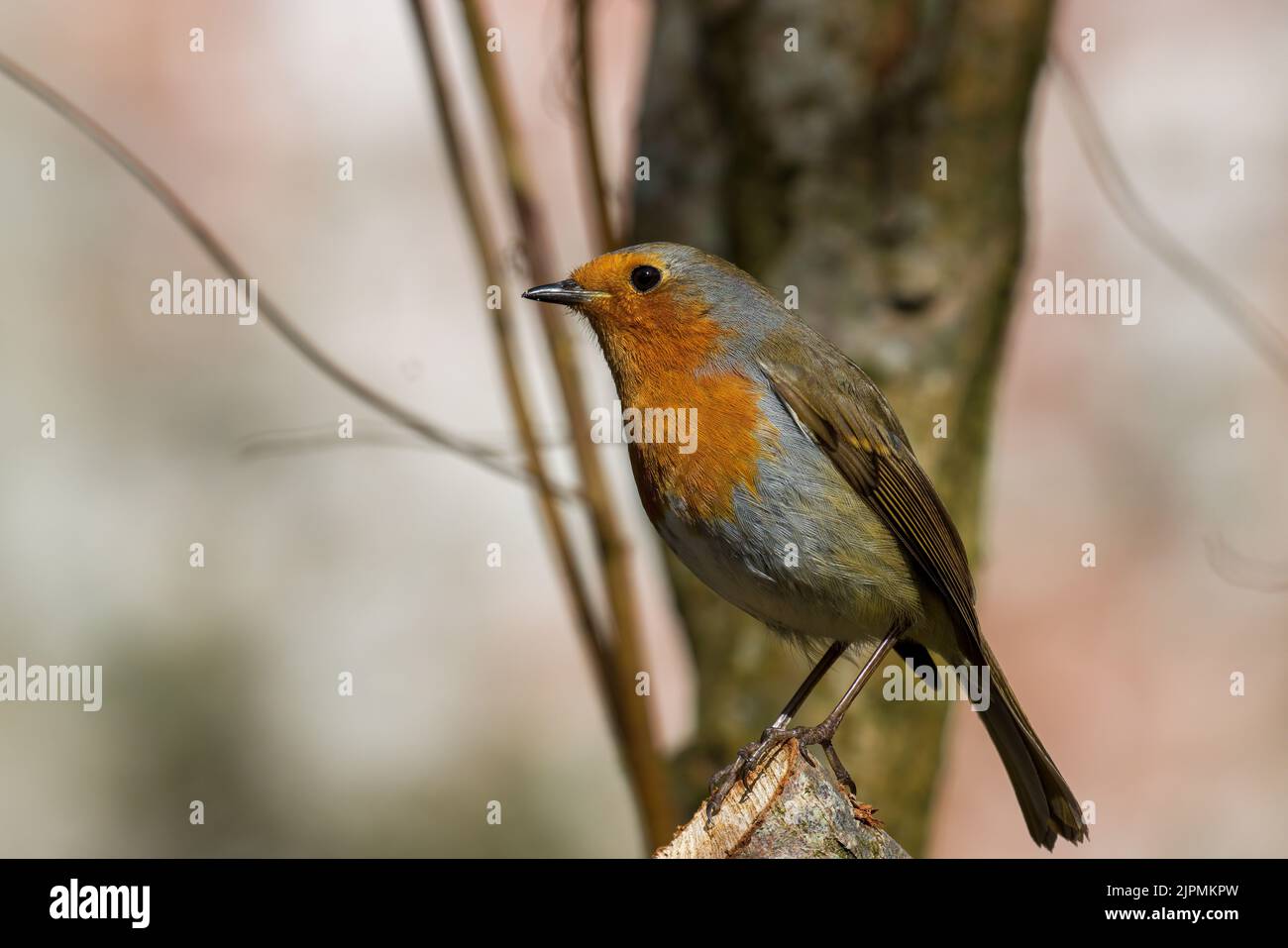 Robin sitzt auf einem Ast in der Sonne nach links Stockfoto