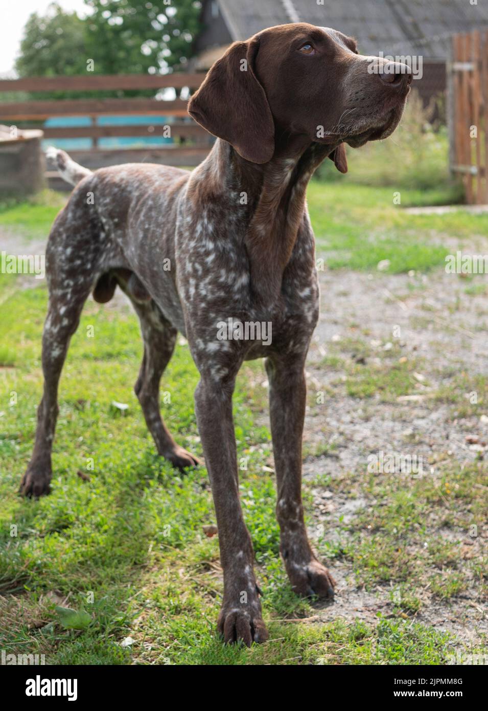 Außenansicht des deutschen Kurzhaarpointer-Hundes, selektiver Fokus. Kurzhaar-Auftritt Stockfoto