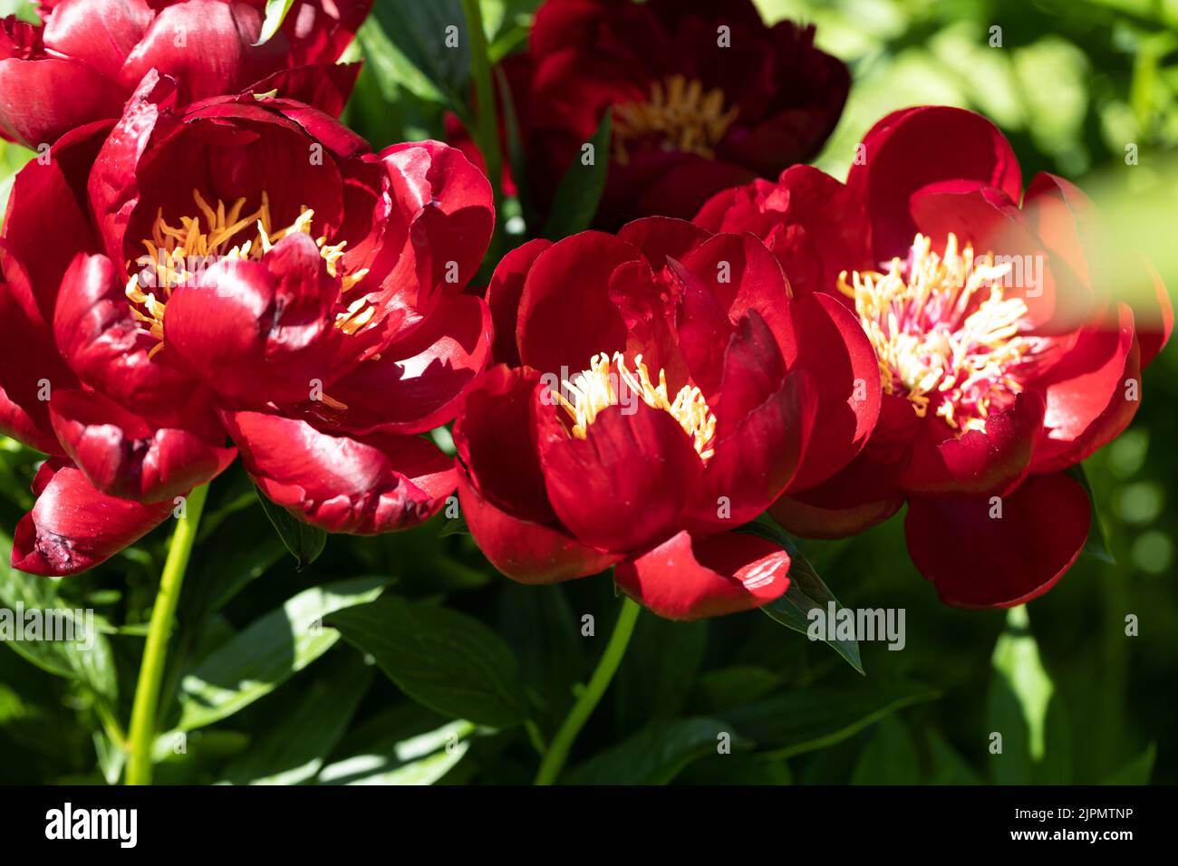 Paeonia Buckeye Belle blüht im Garten. Paeonia lactiflora Chinesische Pfingstrose oder gemeinsame GartenPfingstrose Stockfoto