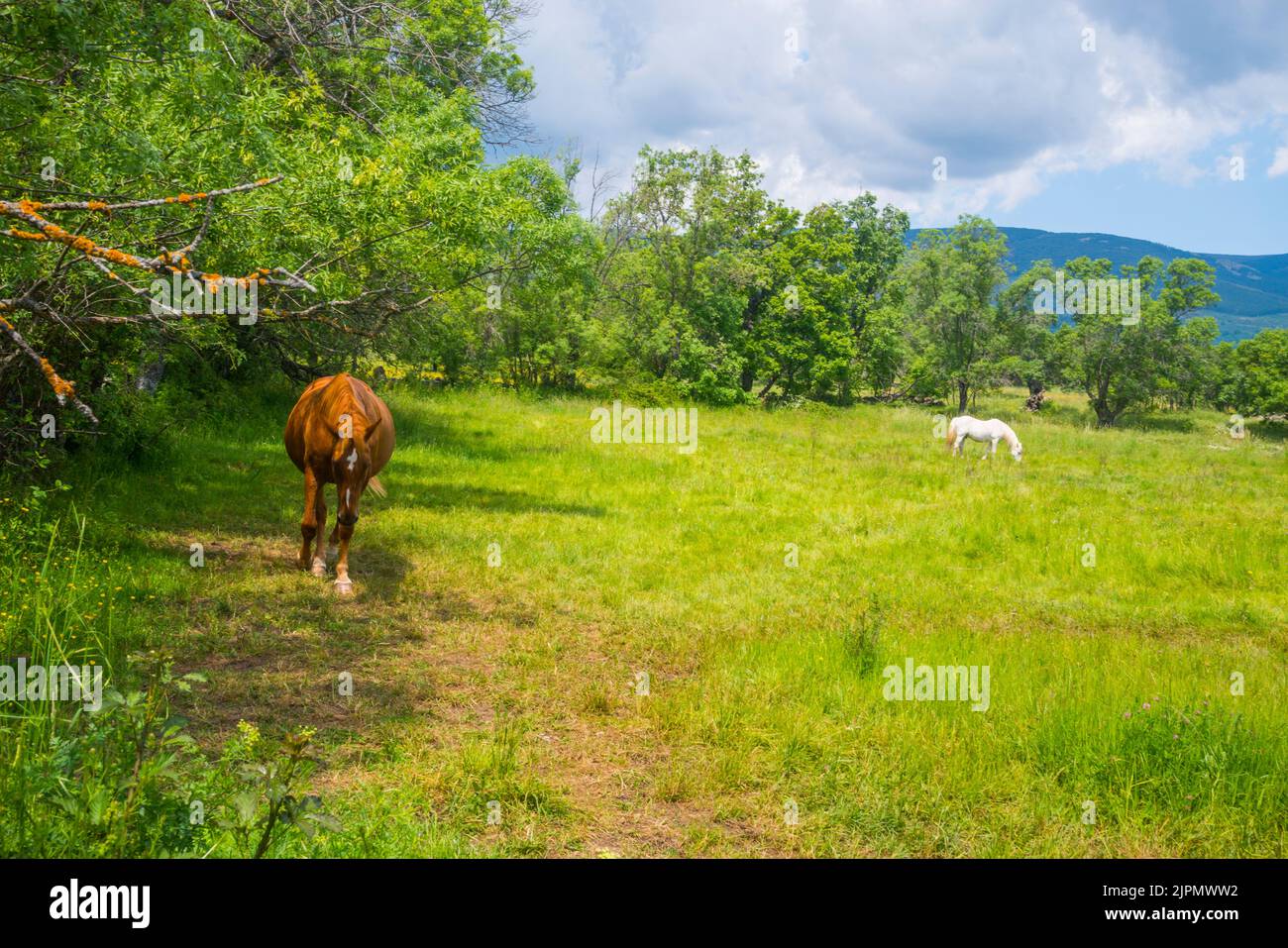 Pferde auf einer Wiese. Pinilla de Buitrago, Provinz Madrid, Spanien. Stockfoto