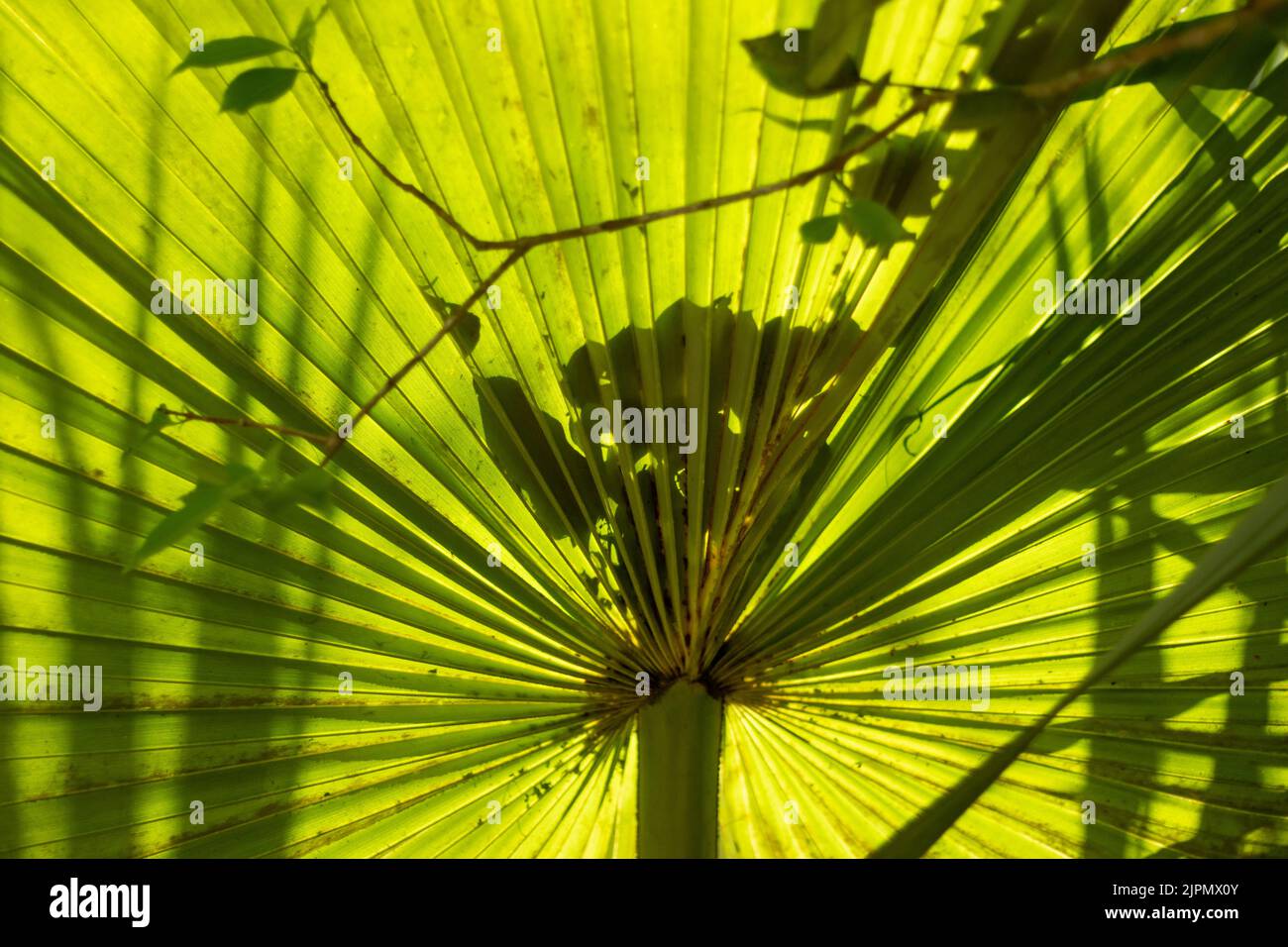 Sein wissenschaftlicher Name ist Borassus flabellifer. Sie gehört zur Familie der Arecaceae. Allgemein bekannt als Doppelpalme, palmyra-Palme, Tala-Palme, Toddy-Palme oder Wein Stockfoto
