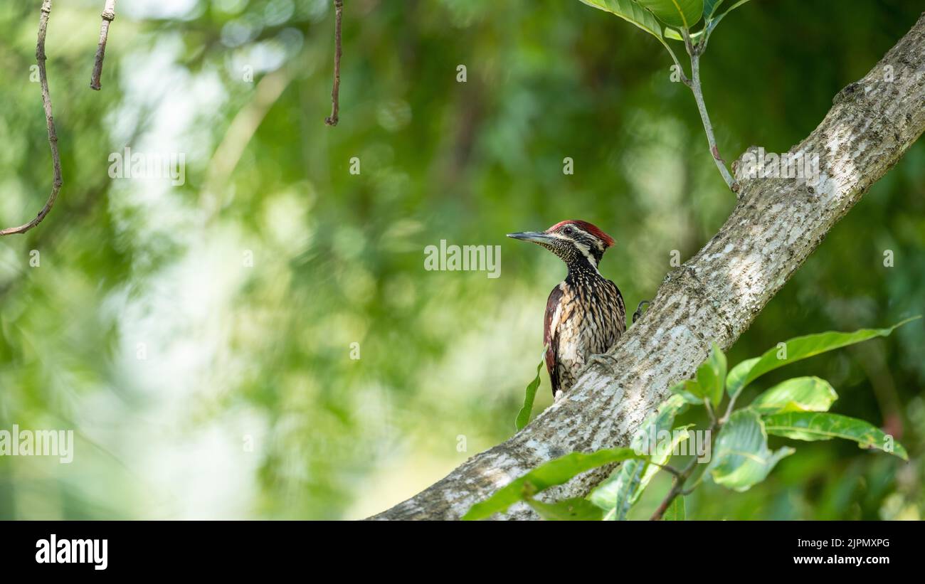 Der Sri-lankische Rotrückenspecht oder Rotrückenflamback (Dinopium psarodes), ein schöner und schelmischer Vogel, der in meinem Heimatland Sri Lanka endemisch ist Stockfoto