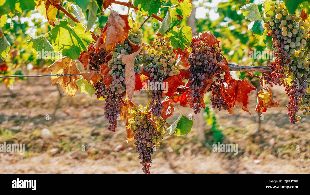 Dürre in Frankreich führt zu Misserfolg bei der Weinlese Stockfoto