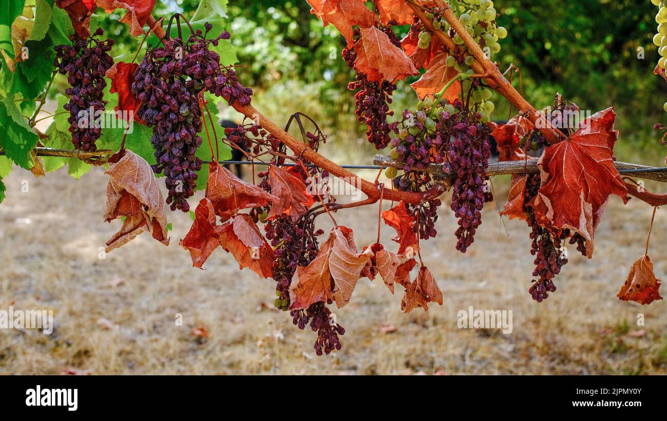 Verwelken von Trauben und Blättern durch Dürre in Frankreich Stockfoto