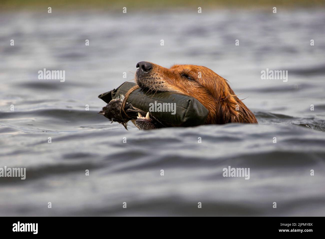 Golden Retriever Hund schwimmend mit einem Trainingsdummy im Mund. Stockfoto