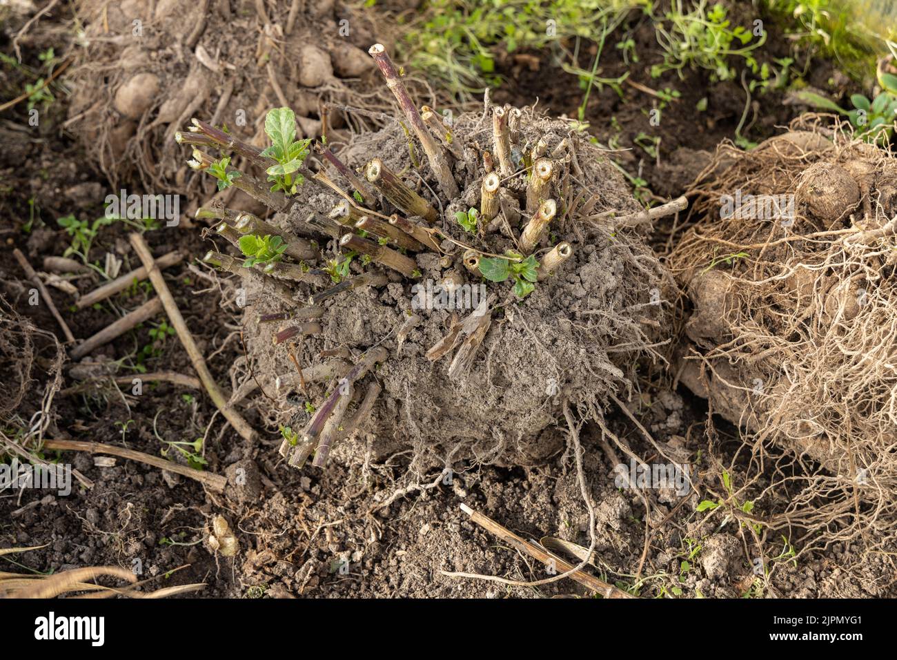 Dahlien Knollen hob nur für Überwinterung Stockfoto