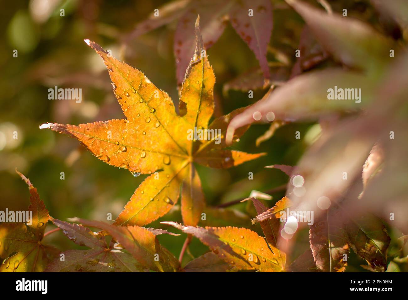 Ahornblatt mit Regentropfen Nahaufnahme Herbst, Tschechische Republik, Europa. HD Wallpaper, 4K verschwommener Hintergrund. Illustrative redaktionelle Inhalte - Herbst, Herbst, Stockfoto