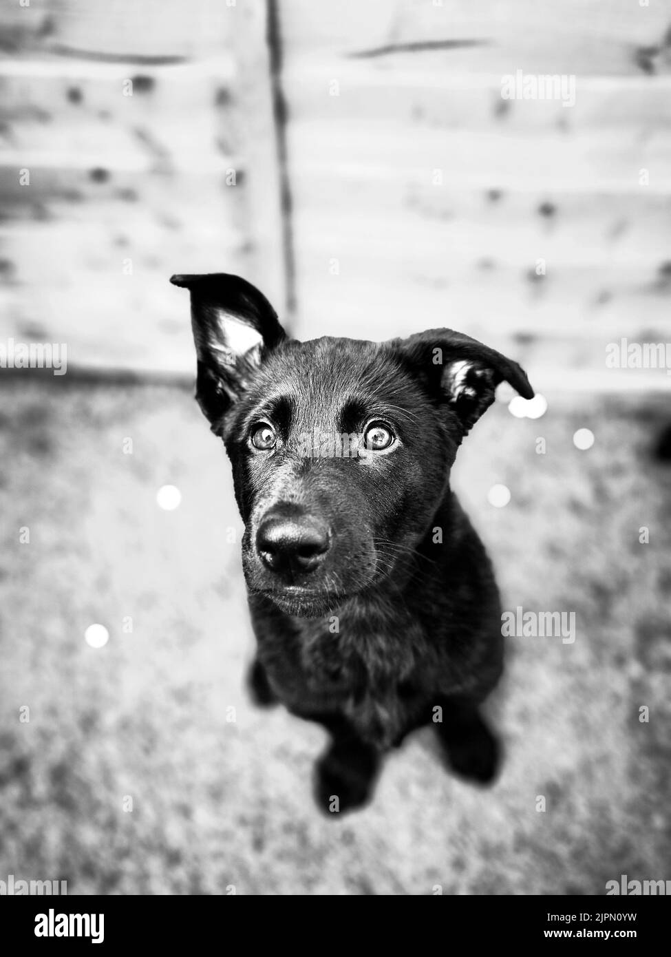 Eine vertikale Nahaufnahme eines schwarzen deutschen Schäferhundes, der auf einem Boden sitzt und auf die Kamera schaut. Stockfoto