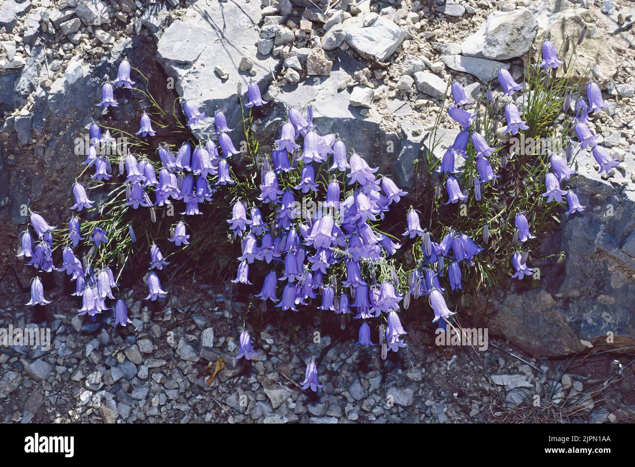 Glockenblume in voller Blüte, umbrien, italien, Spätfrühling, Campanula cochleariifolia, Campanulaceae Stockfoto