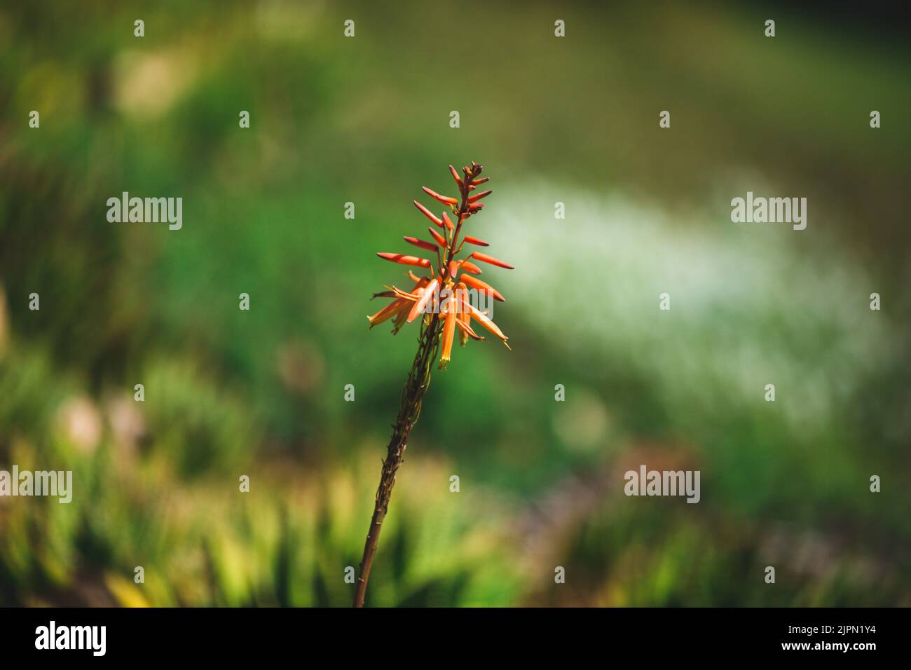 Aloe vera samen -Fotos und -Bildmaterial in hoher Auflsung  Alamy