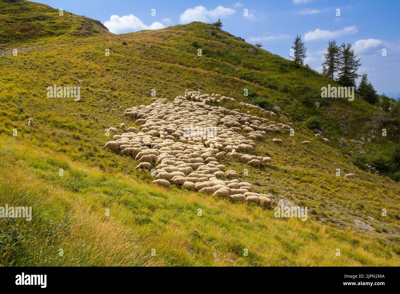 Eine Herde Bergschafe grast auf einer grünen Weide in den Bergen des toskanisch-emilianischen Apennins. Rassen von Vieh - Apenninica, Apennin Schafe Stockfoto