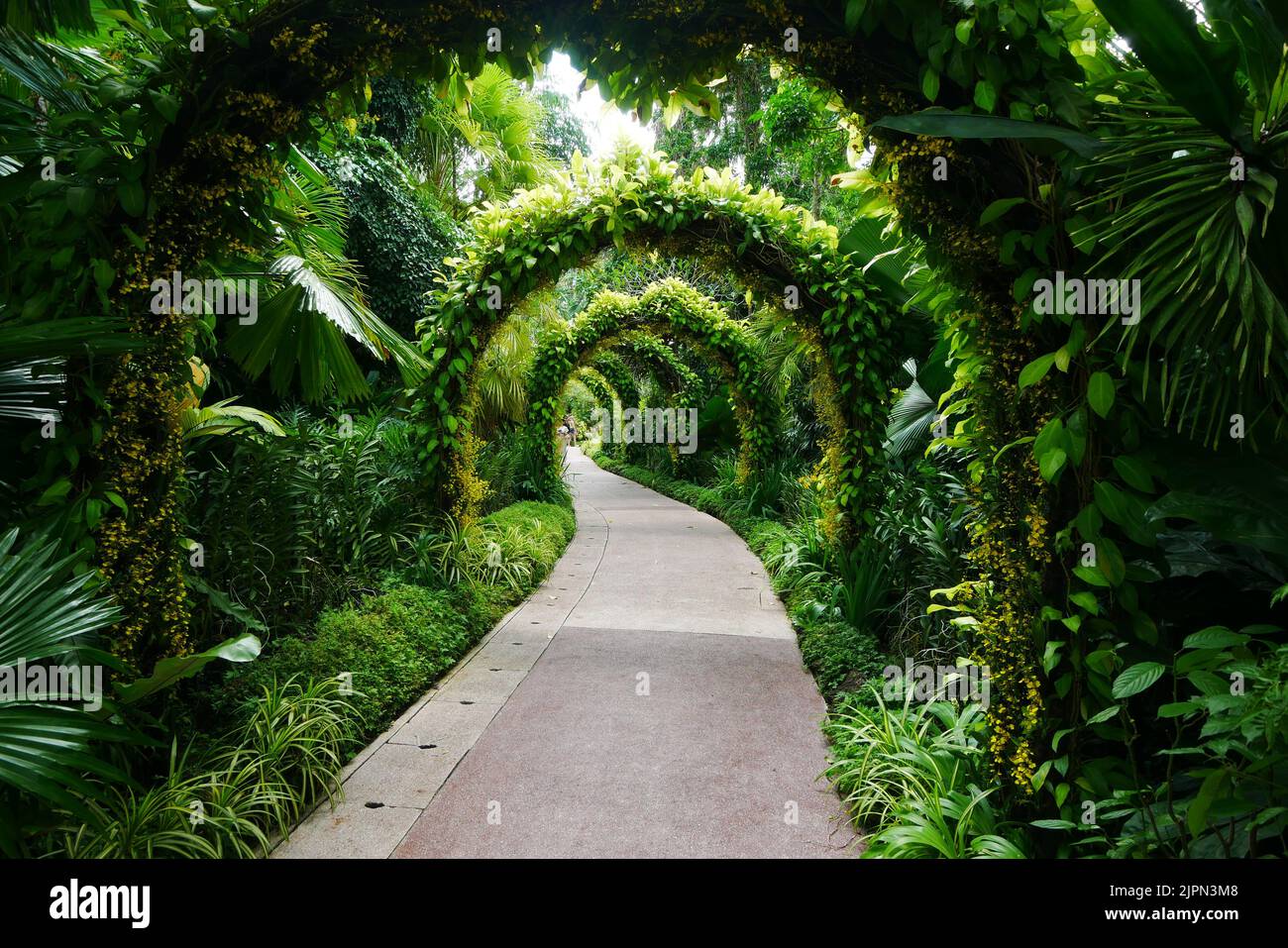 Singapur, 11. juni 2022. Gartenallee nationaler Orchideengarten singapur Stockfoto