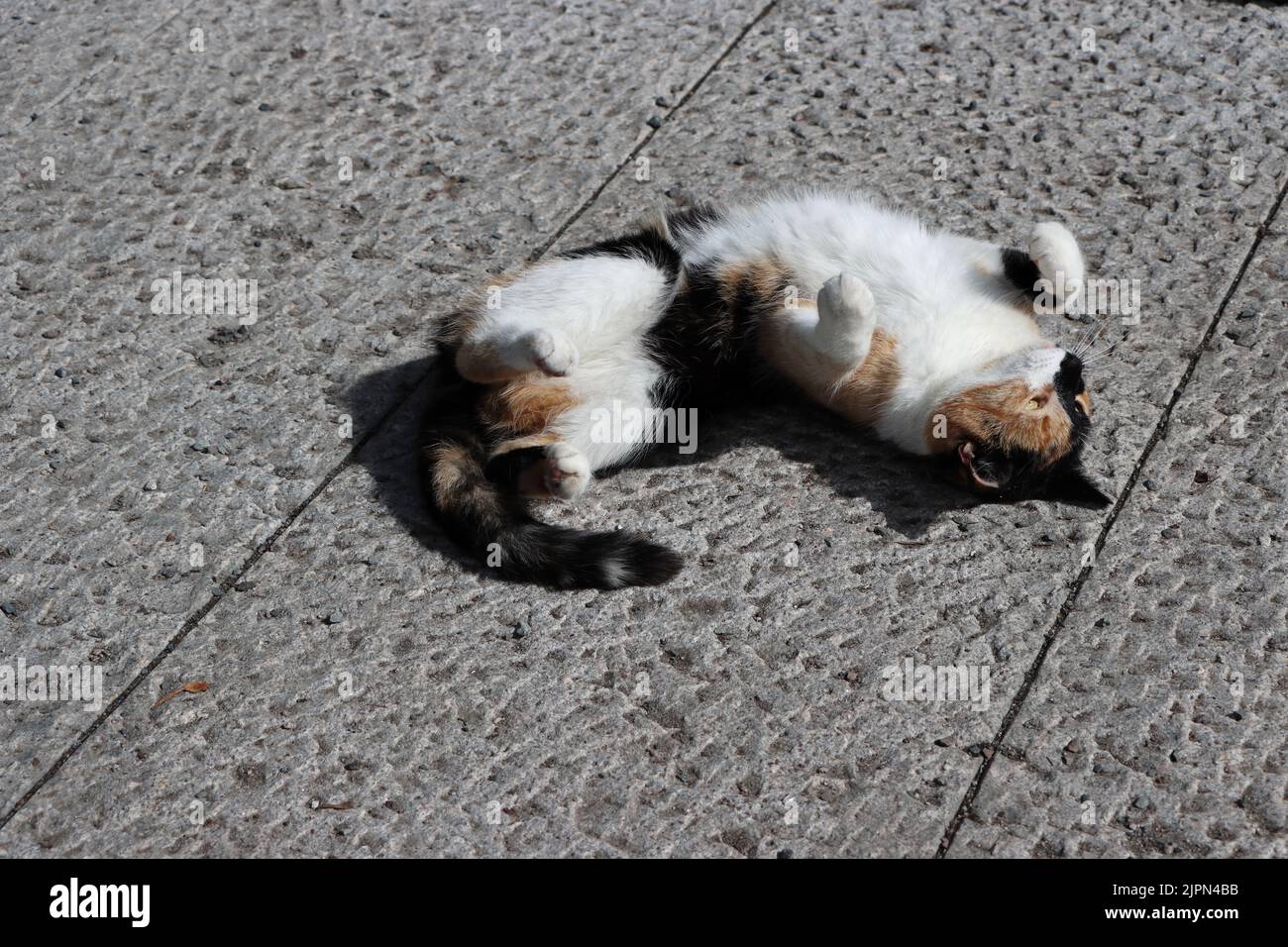 Katze Genießt Den Sommer, Oslo, Norwegen. Stockfoto