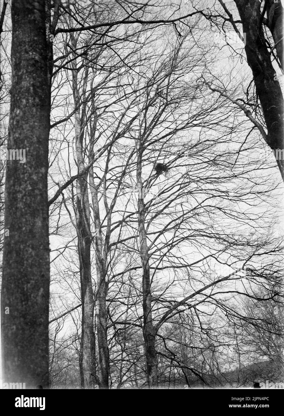 Vogelnest, Kaja Corvus Montedula. Frei auf Baumzweig. 5. Mai 1907 Fågelbo , Kaja Corvus monedula. Fritt på trädgren. 5 Maj 1907 Stockfoto