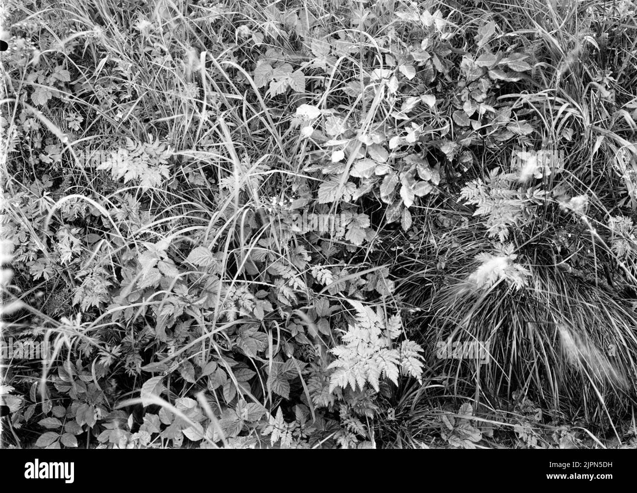 Aufenthalt für Baumpipeline, Anthus Arboreus 19. Juni 1905, Boet unter dem unteren Teil des Buches Rush Bo för Trädpiplärka, Anthus arboreus 19 Juni 1905, Boeet unter understa delen AV bokruskan Stockfoto