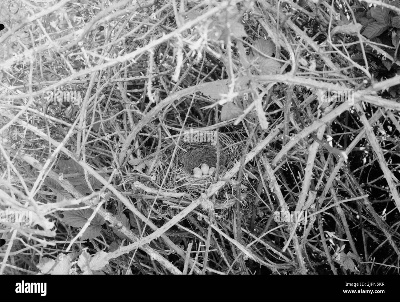 Aufenthalt von Törnskata (Lanius Collurio) Juni 1919 Bo AV Törnskata (Lanius collurio) Juni 1919 Stockfoto