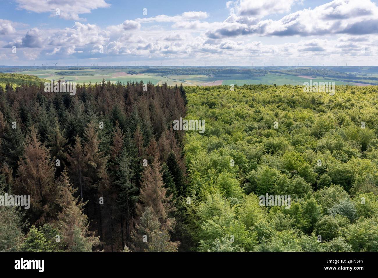 Frankreich, seine Maritime, Dancourt, EU-Wald, Europäische Fichtenplantage, die unter Dürre in der Mitte des Buchenwaldes leidet (Luftaufnahme) // Frankreich Stockfoto