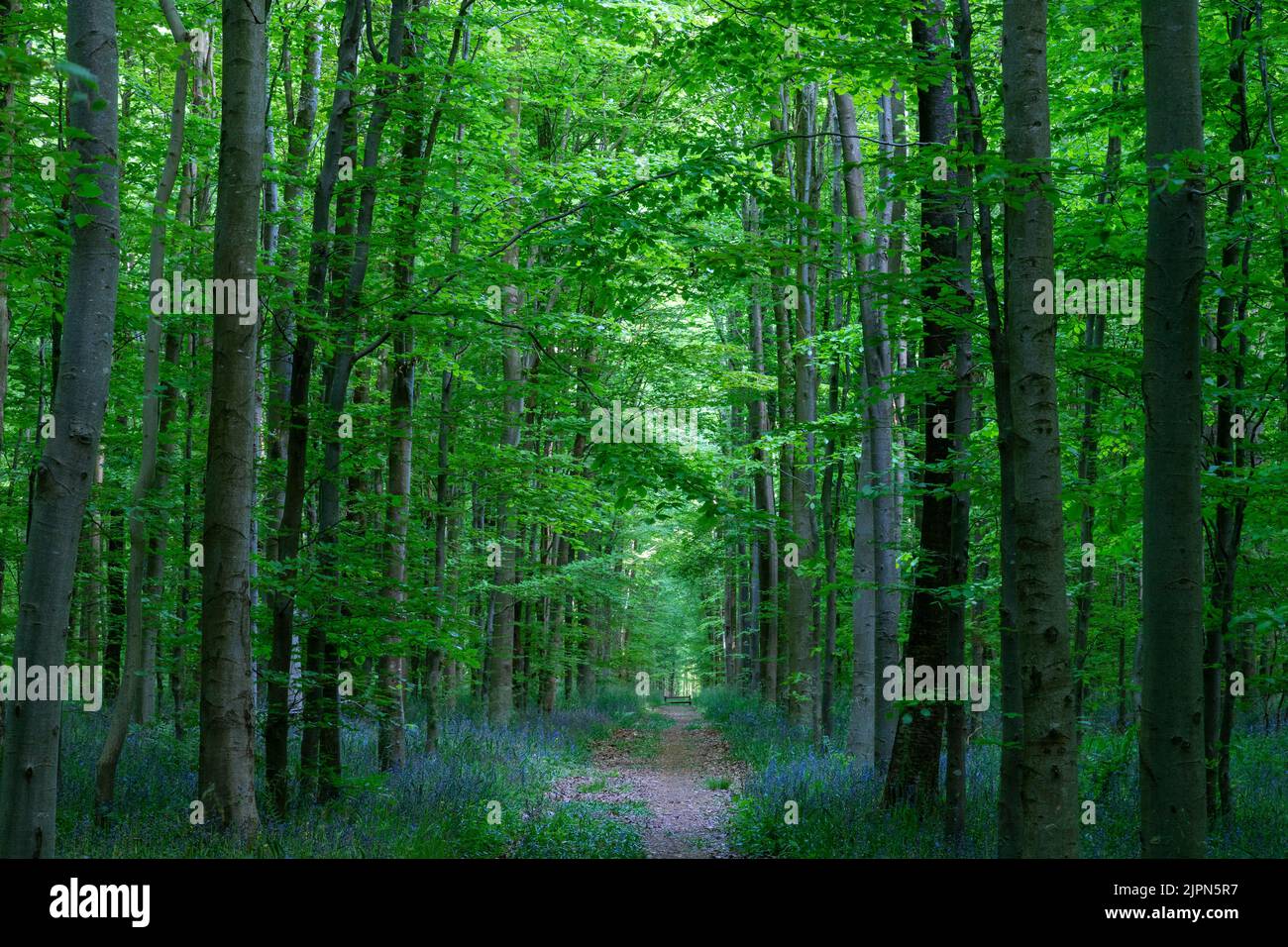 Frankreich, seine Maritime, Dancourt, EU-Wald, Buchenwald, Europäische Buche (Fagus sylvatica) und Bluebell (Hyacinthoides non-scripta) // Frankreich, sein Stockfoto
