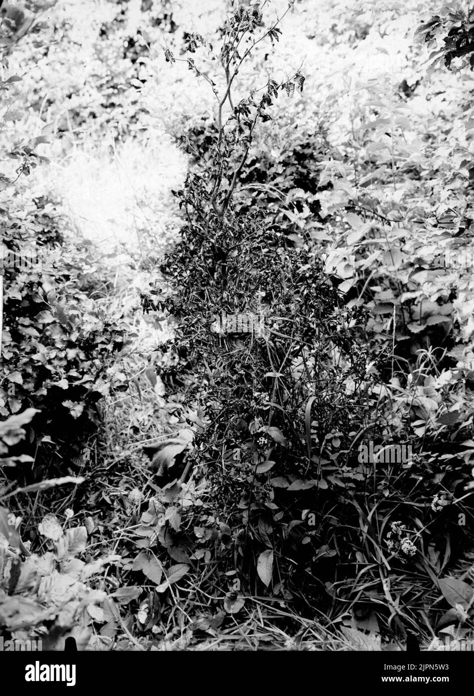 Boplast für Laubsänger, (Phylloscopus trochilus) 20. Juni 1910 Boplast för lövsångare ,(phylloscopus trochilus ) 20. juni 1910 Stockfoto