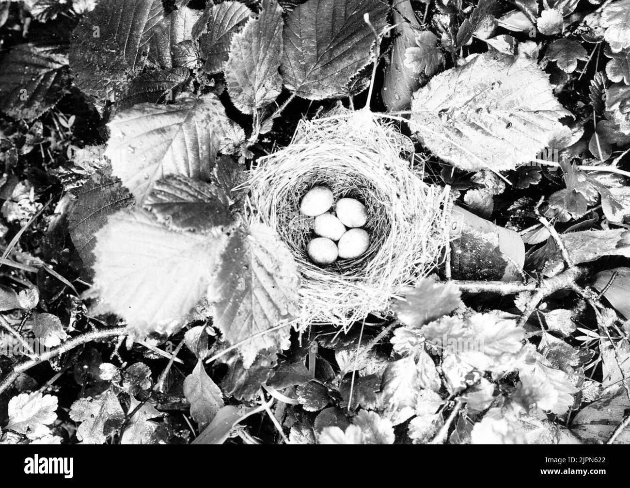 Stay black -headed Sängerin, Sylvia atricapilla 6. Juni 1914 Bo svarthuvad sångare, Sylvia atricapilla 6. juni 1914 Stockfoto