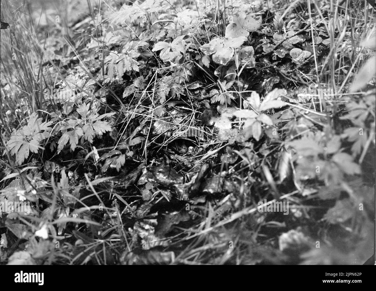 Gedenken an die grüne Sängerin (Phylloscopus Sibillatrix) 09. Juni 1909 Boblats AV grönsångare (Phylloscopus sibilatrix ) 09. juni 1909 Stockfoto