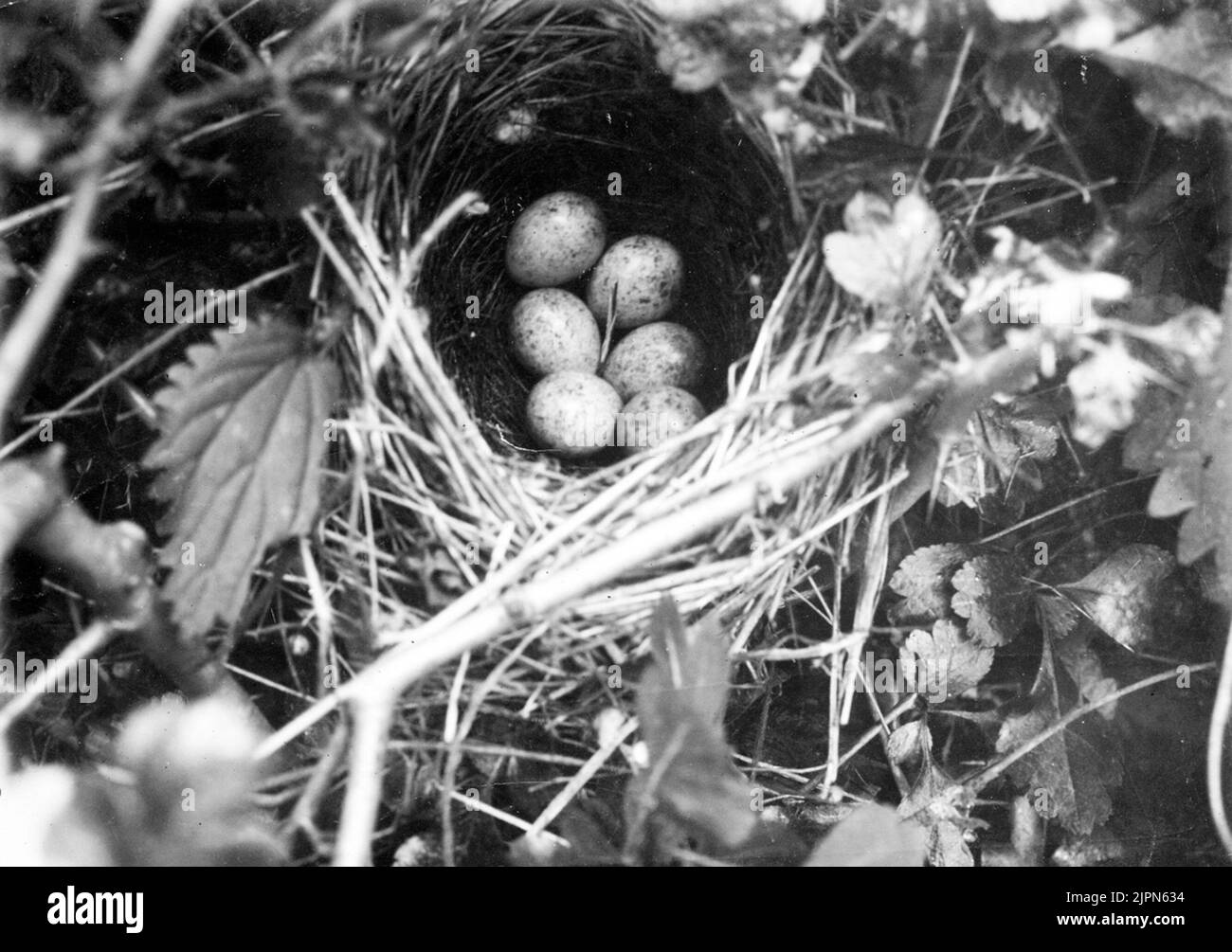 Aufenthalt von Thorn Singers, Sylvia Cinea, Bökebergsslätt 15. Juni 1905 Bo AV törnsångare, Sylvia cinerea, Bökebergsslätt 15. juni 1905 Stockfoto