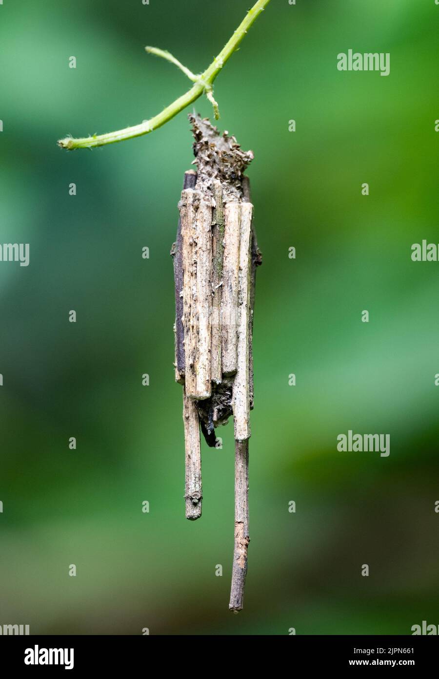 Bagworm Moth Larven, Familie Psychidae, gebaut Kokon mit Stäbchen mit Seide geklebt. Sulawesi, Indonesien. Stockfoto