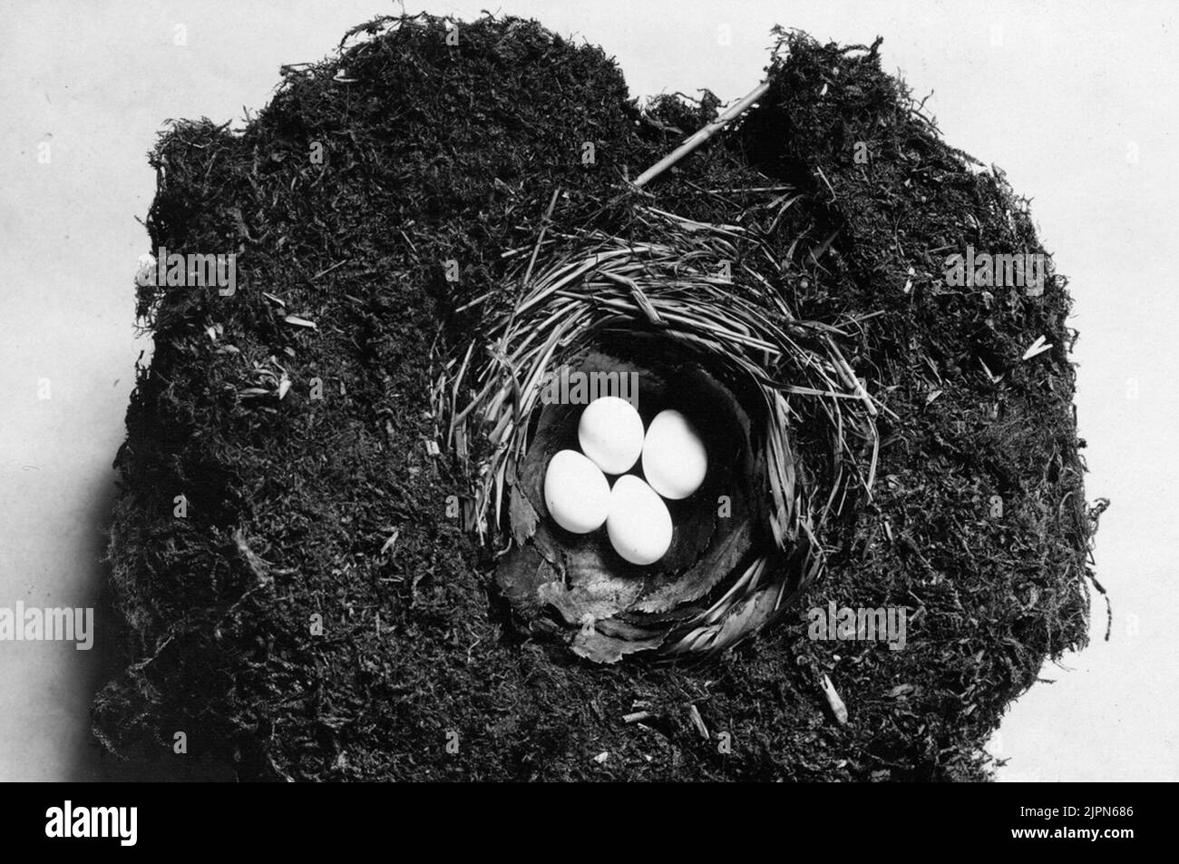 Bo (cut down) von Strömstare (Cinclus aquaticus). Bo (genomskuret) AV strömstare (Cinclus aquaticus). Stockfoto