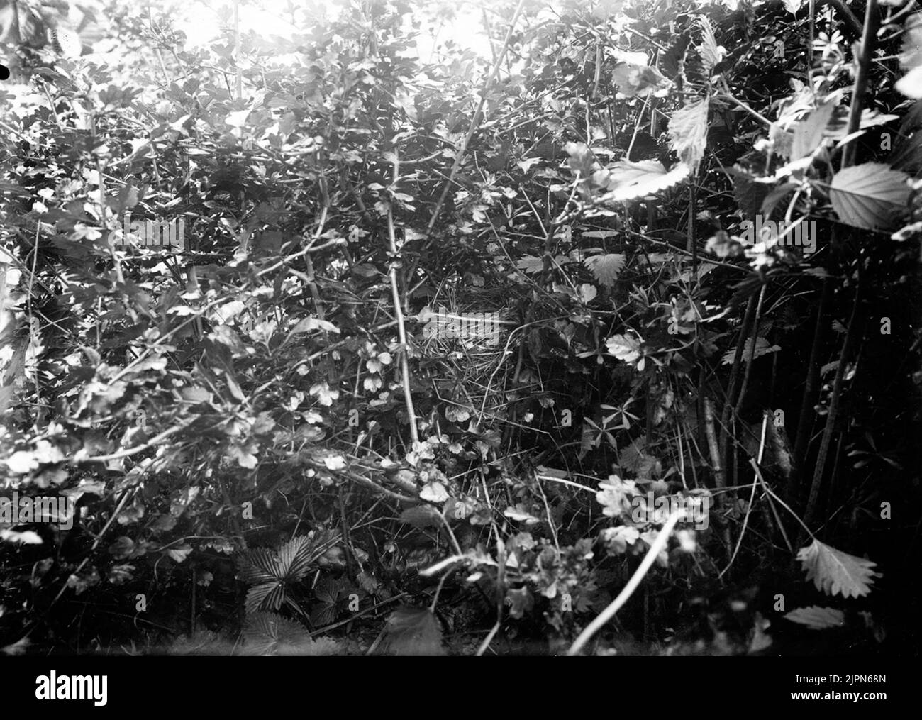 Aufenthalt von Thorn Singers, Sylvia Cinea, Bökebergsslätt 15. Juni 1905 Bo AV törnsångare, Sylvia cinerea, Bökebergsslätt 15. juni 1905 Stockfoto