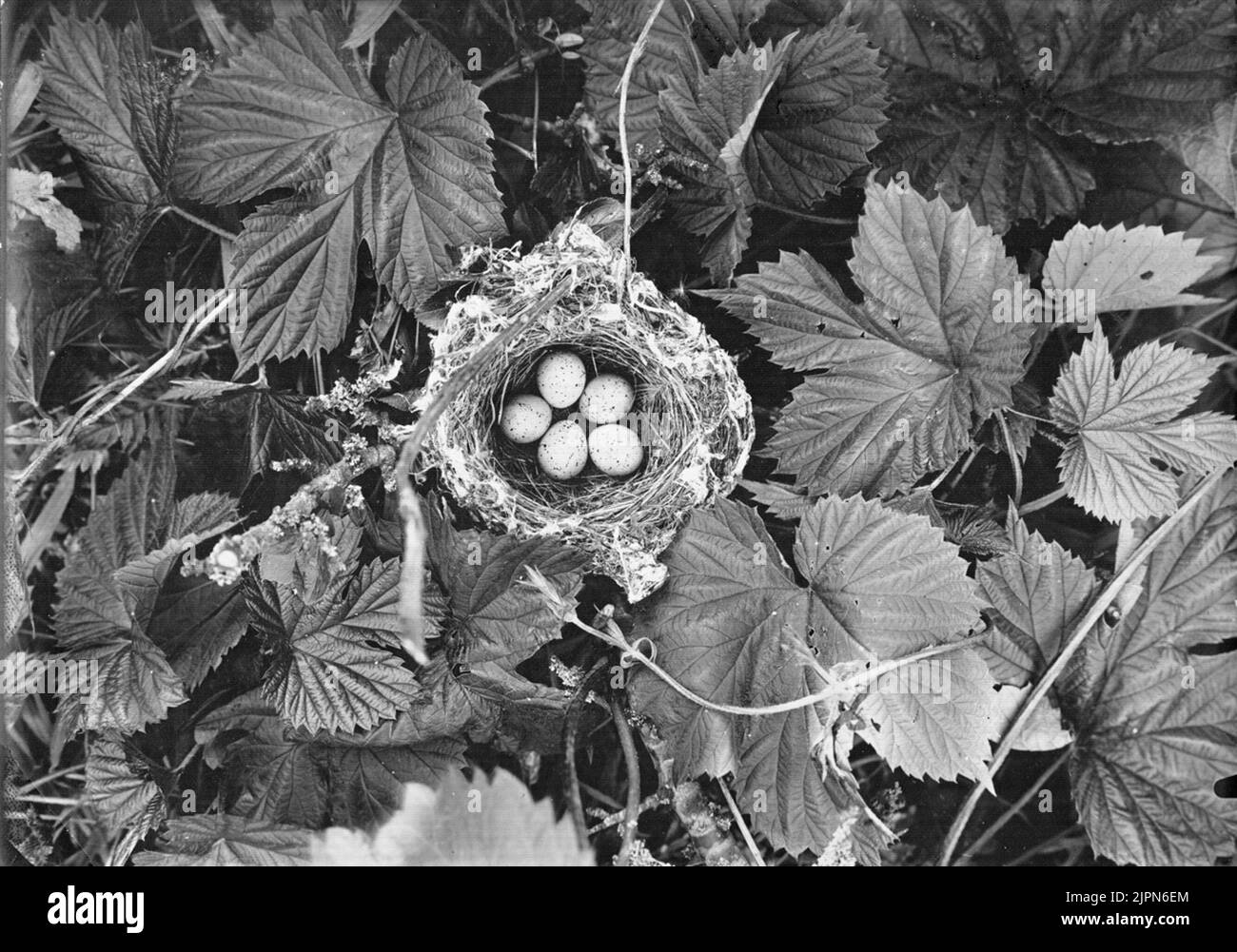 Bleib bei der gelbbrustigen Sängerin Sylvia Hippolaria, 16/6 1910 Bo AV Gulbröstad sångare, Sylvia Hippolaria, 16/6 1910 Stockfoto