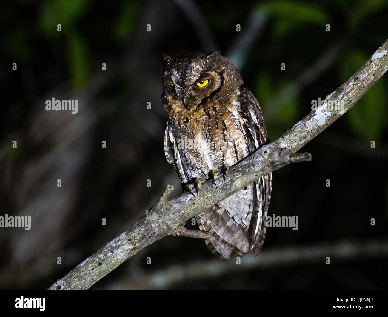 Eine endemische Molukkans-Scops-Eule (Otus magicus), die nachts auf einem Ast thront. Sulawesi, Indonesien. Stockfoto