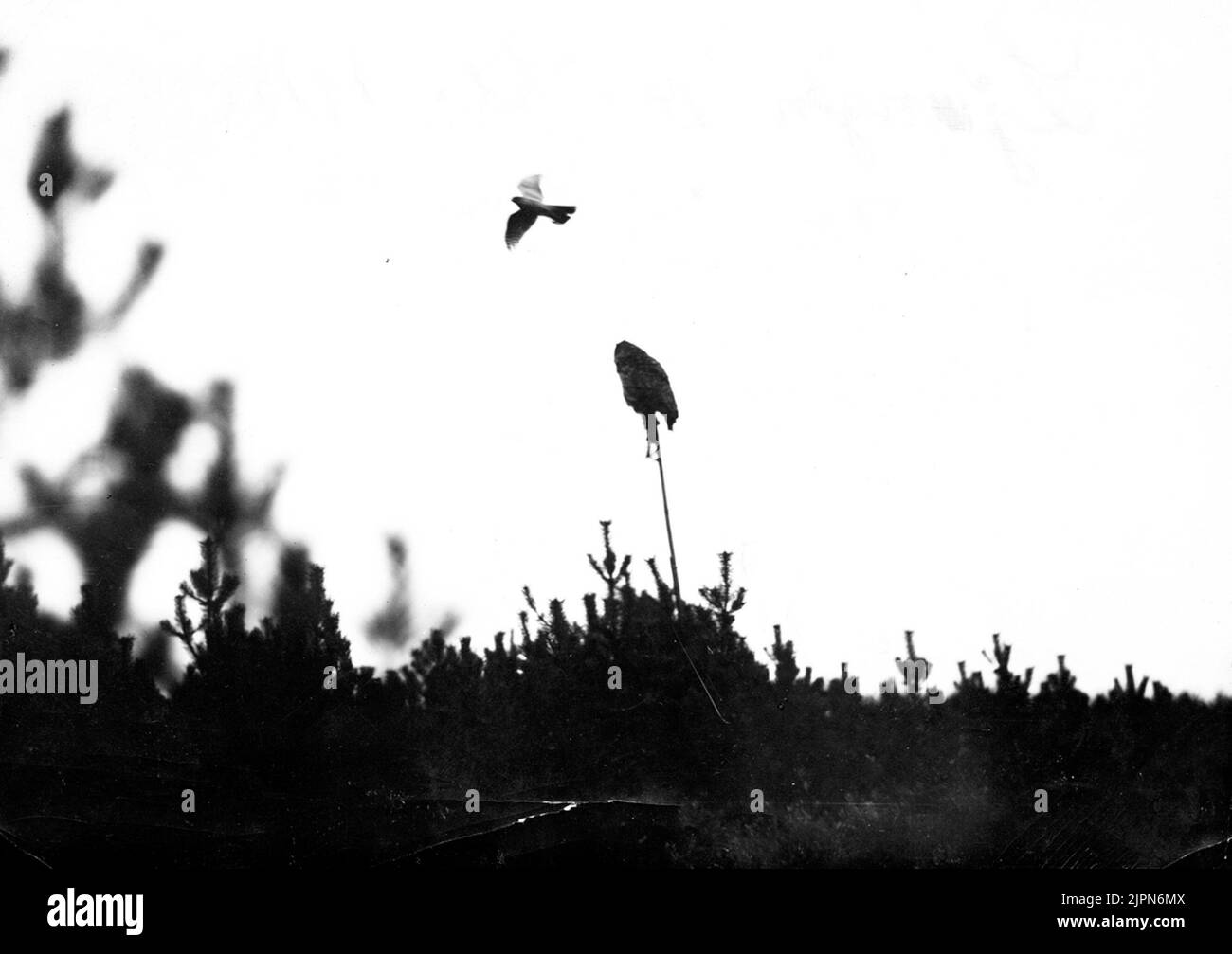 Sparvhök (Astur-Bemühungen) Mot Uven.14. Oktober 1914. Sparvhök (Astur nisus) mot uven.14 oktober 1914. Stockfoto