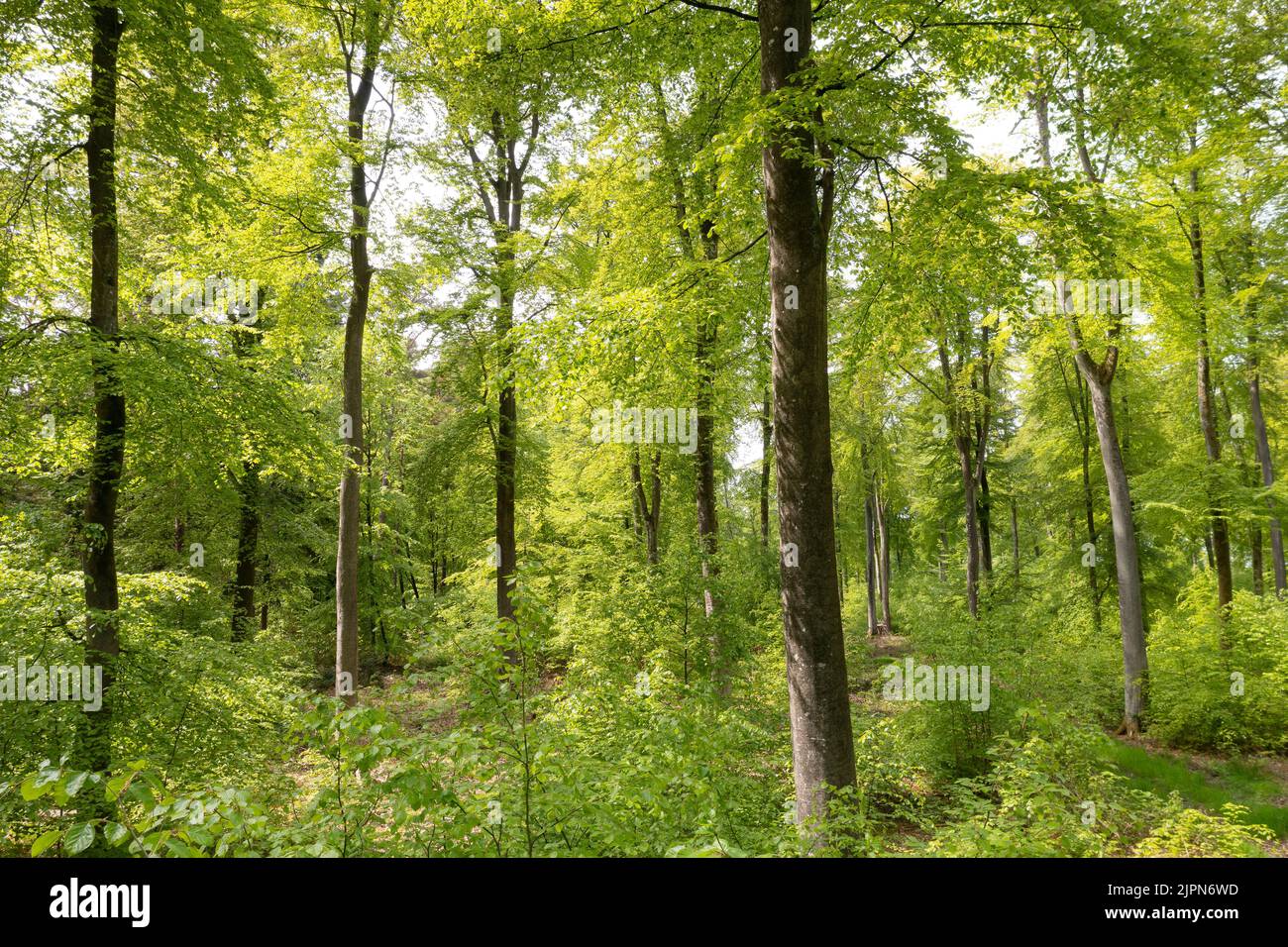 Frankreich, seine Maritime, Rosay, Eawy Forest, Buchen Wald, Europäische Buche (Fagus sylvatica) // Frankreich, seine-Maritime (76), Rosay, forêt d'Eawy, hêtr Stockfoto