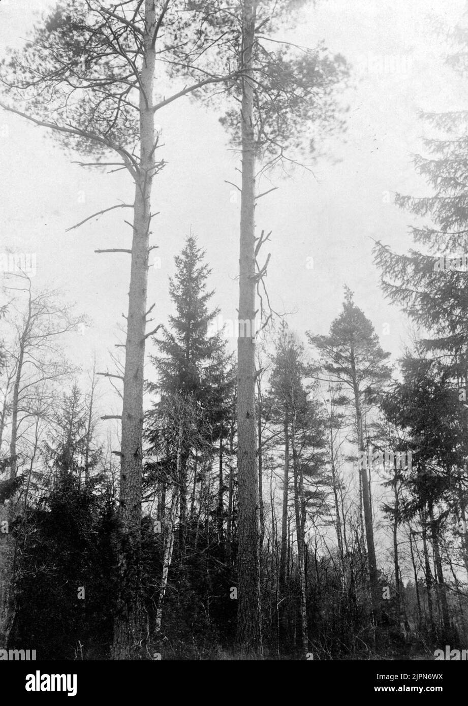 Boplas for Spill Krähe, Pieus Martius, 19/4 1918 Boplats för spillkråka, Pieus martius, 19/4 1918 Stockfoto