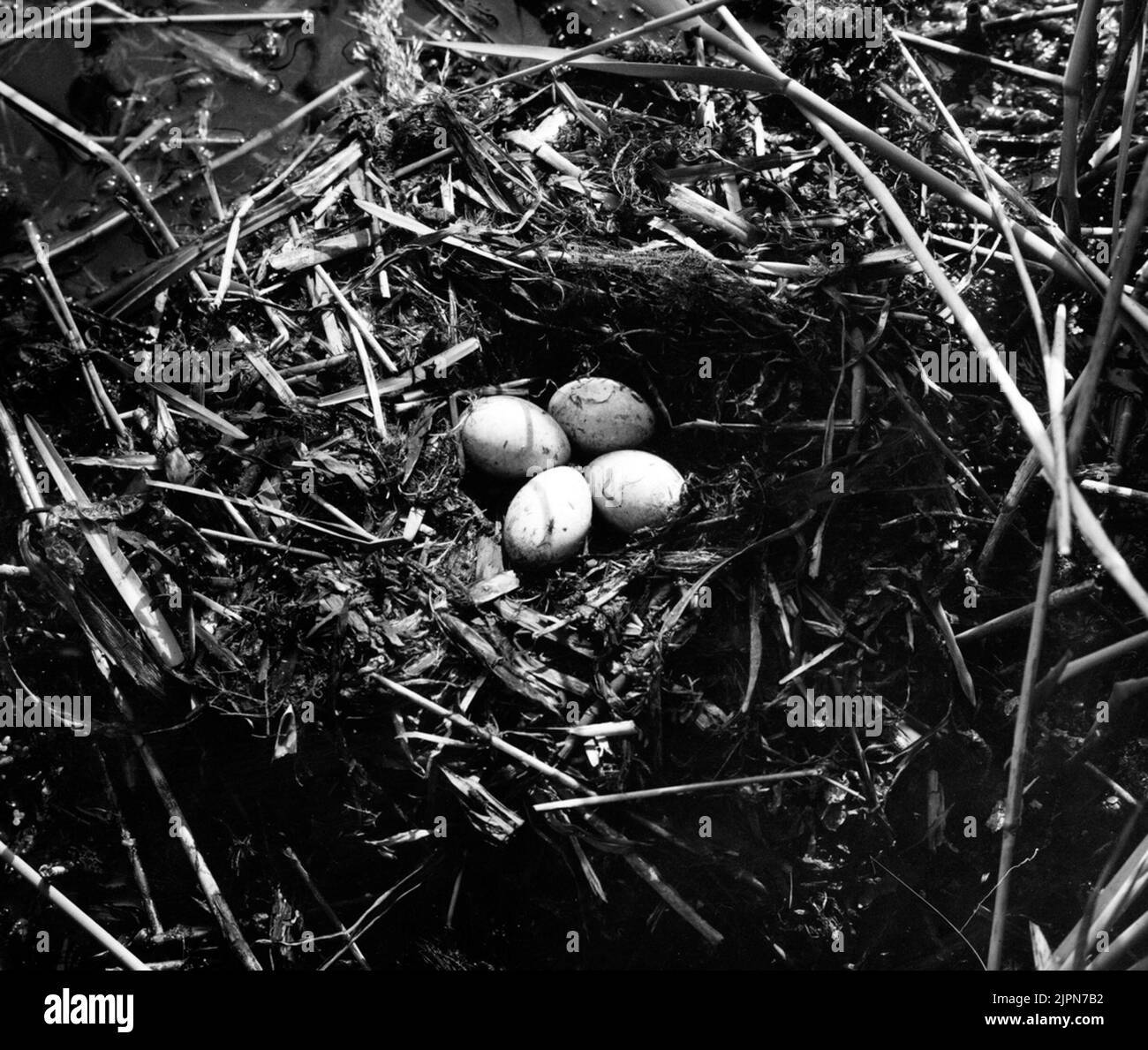 Stay by Podiceps Rubricollis, Red -necked dopping, Lusslövs Moss June 7, 1939 Bo AV Podiceps rubricollis, rödhalsad dopping, Ljurslövs mosse 7 june 1939 Stockfoto