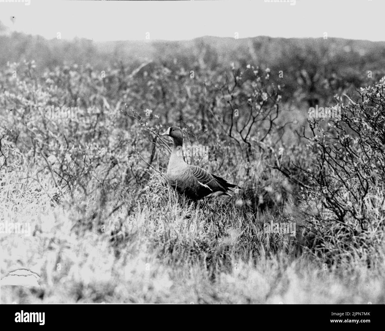 Berggans in ?? Fjällgås ich ??snåren Stockfoto
