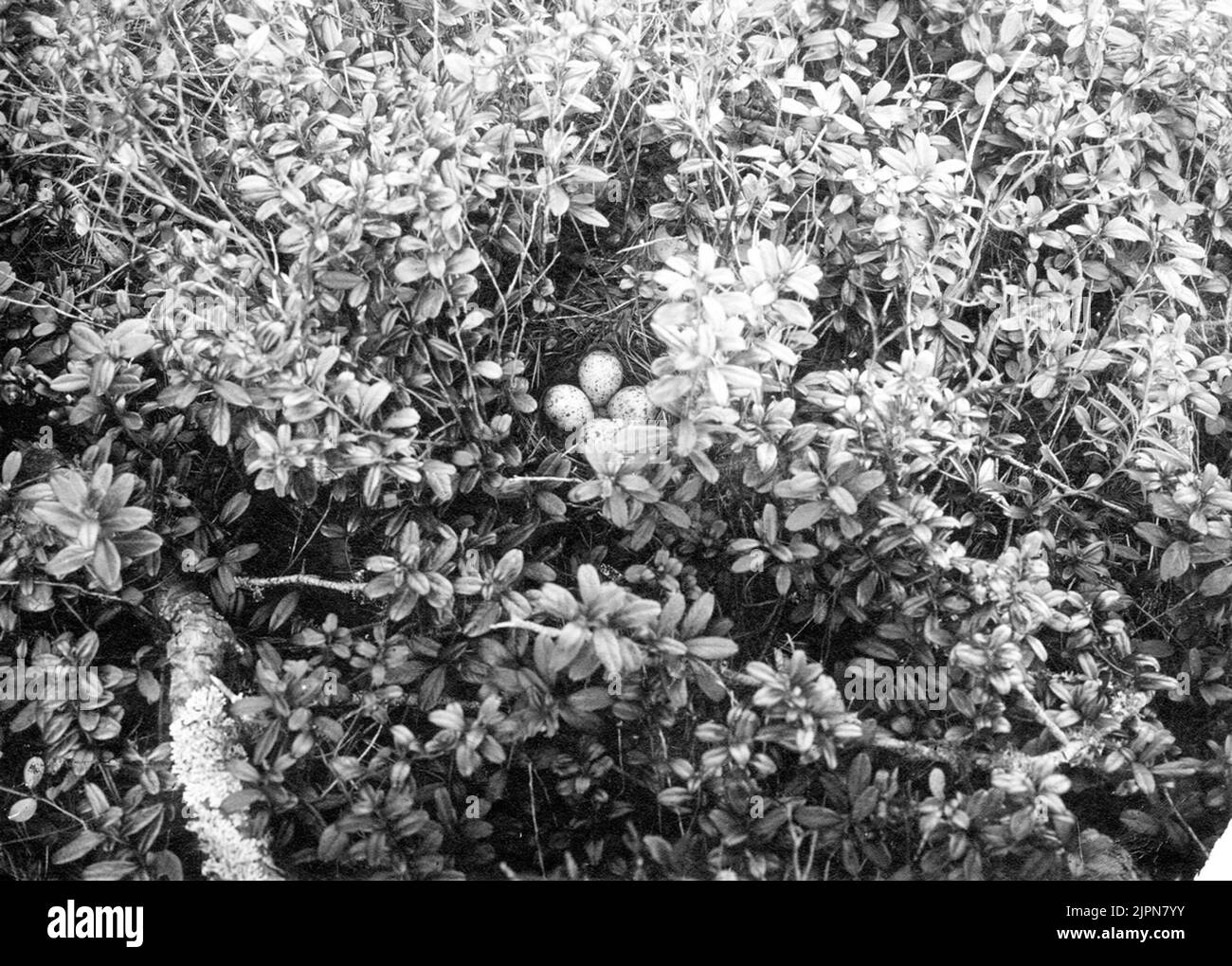 Aufenthalt von Bohrer Snap, (Totanus) aetitis hypoleucos, wo? Bo AV drillsnäppa,( Totanus) Aetitis hypoleucos, Hvar? Stockfoto