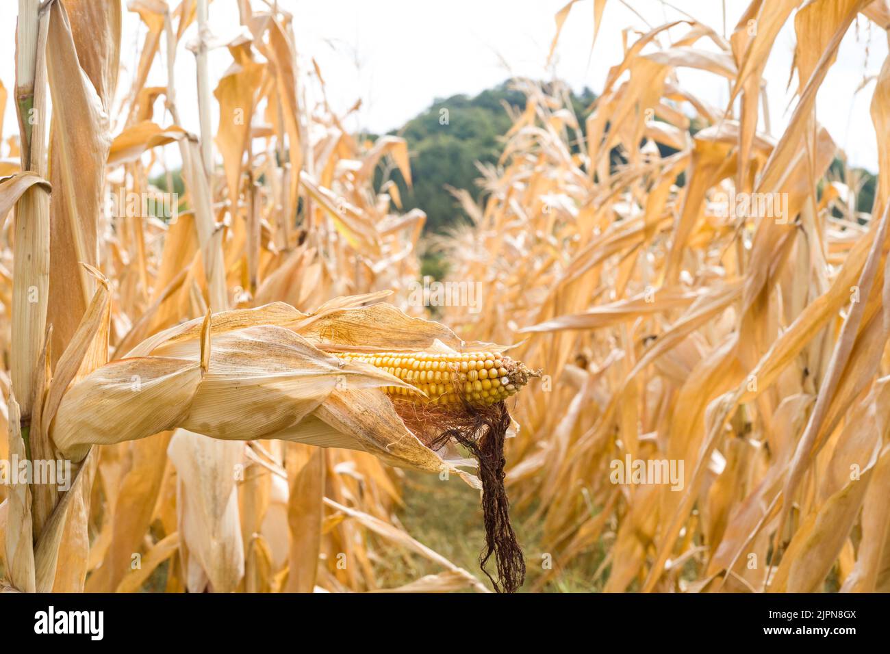 Frankreich. 17. August 2022. Ein Maisfeld mit ihren Ohren, bereit zur Ernte. Tarn-et-Garonne, Frankreich am 17. August 2022. Foto von Patricia Huchot-Boissier/ABACAPRESS.COM Quelle: Abaca Press/Alamy Live News Stockfoto