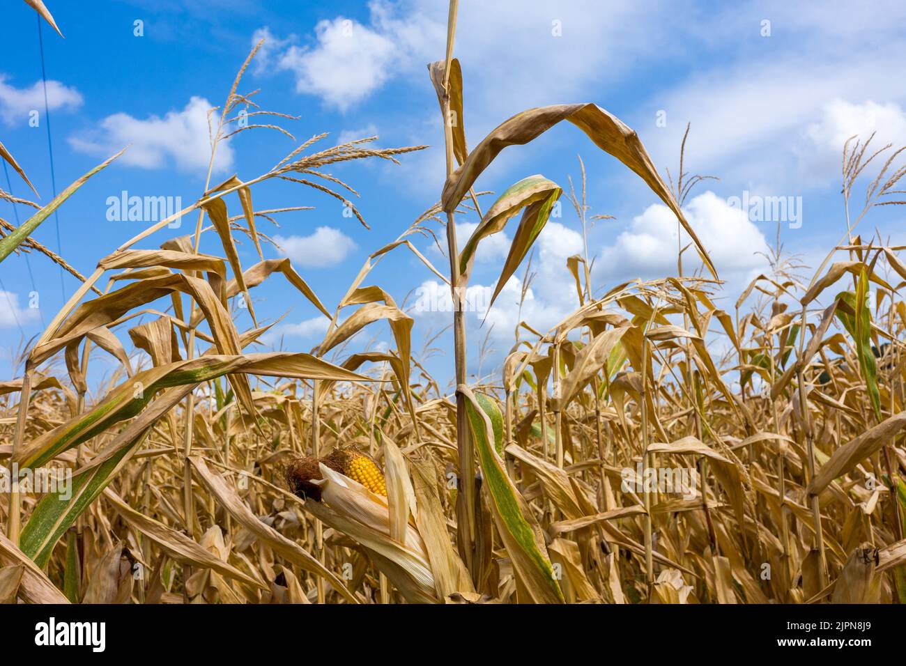 Frankreich. 17. August 2022. Ein Maisfeld mit ihren Ohren, bereit zur Ernte. Tarn-et-Garonne, Frankreich am 17. August 2022. Foto von Patricia Huchot-Boissier/ABACAPRESS.COM Quelle: Abaca Press/Alamy Live News Stockfoto